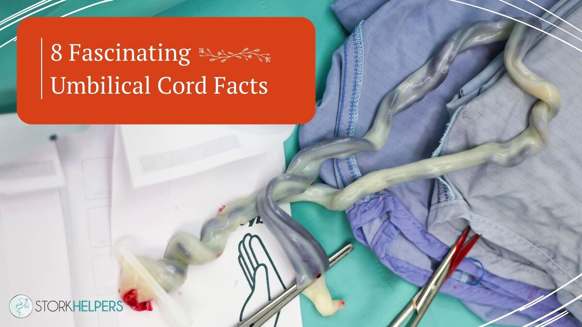 An umbilical cord on top of towels with the text "8 Fascinating Umbilical Cord Facts" 